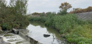 Encuentran tortugas muertas en arroyo Misión San Pablo en Apodaca, NL