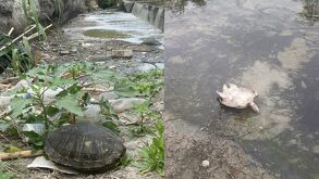 Tortugas sin vida son halladas en el río