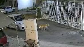 Un perro fue víctima de una agresión en el municipio de Tehuacán.