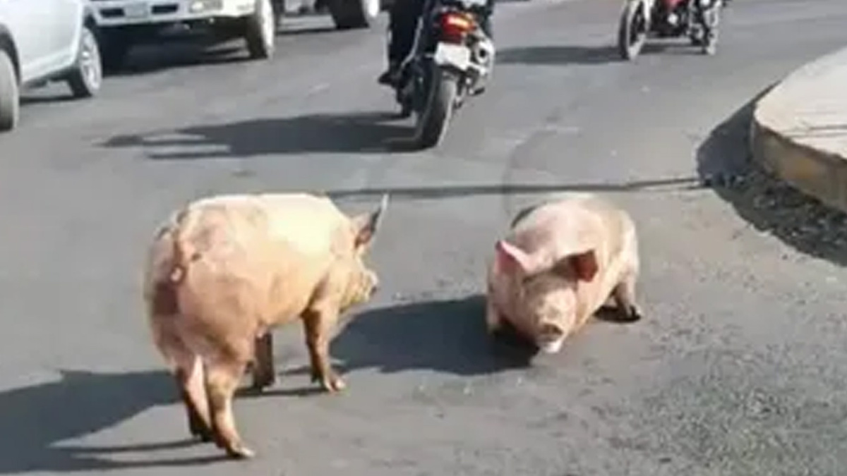 Programa conducido por Ana Laura Alanís, Liliana Sosa y David Medrano, jueves 05 de marzo 2026.