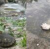 Tortugas sin vida son halladas en el río