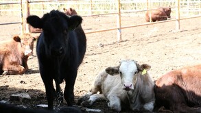 Autoridades del sector ganadero y de sanidad se encuentran en vigilancia tras confirmarse el primer caso de gusano barrenador en el estado.
