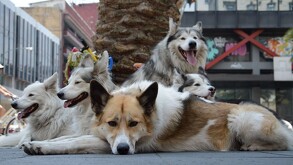 Perro sin correa acostados en las calles de la Ciudad de México