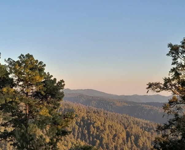 Hábitat de la mariposa monarca en Michoacán