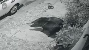 Pecaríes en calles de Juárez, Nuevo León