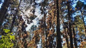 Hábitat de la mariposa monarca en Michoacán