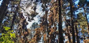 Hábitat de la mariposa monarca en Michoacán