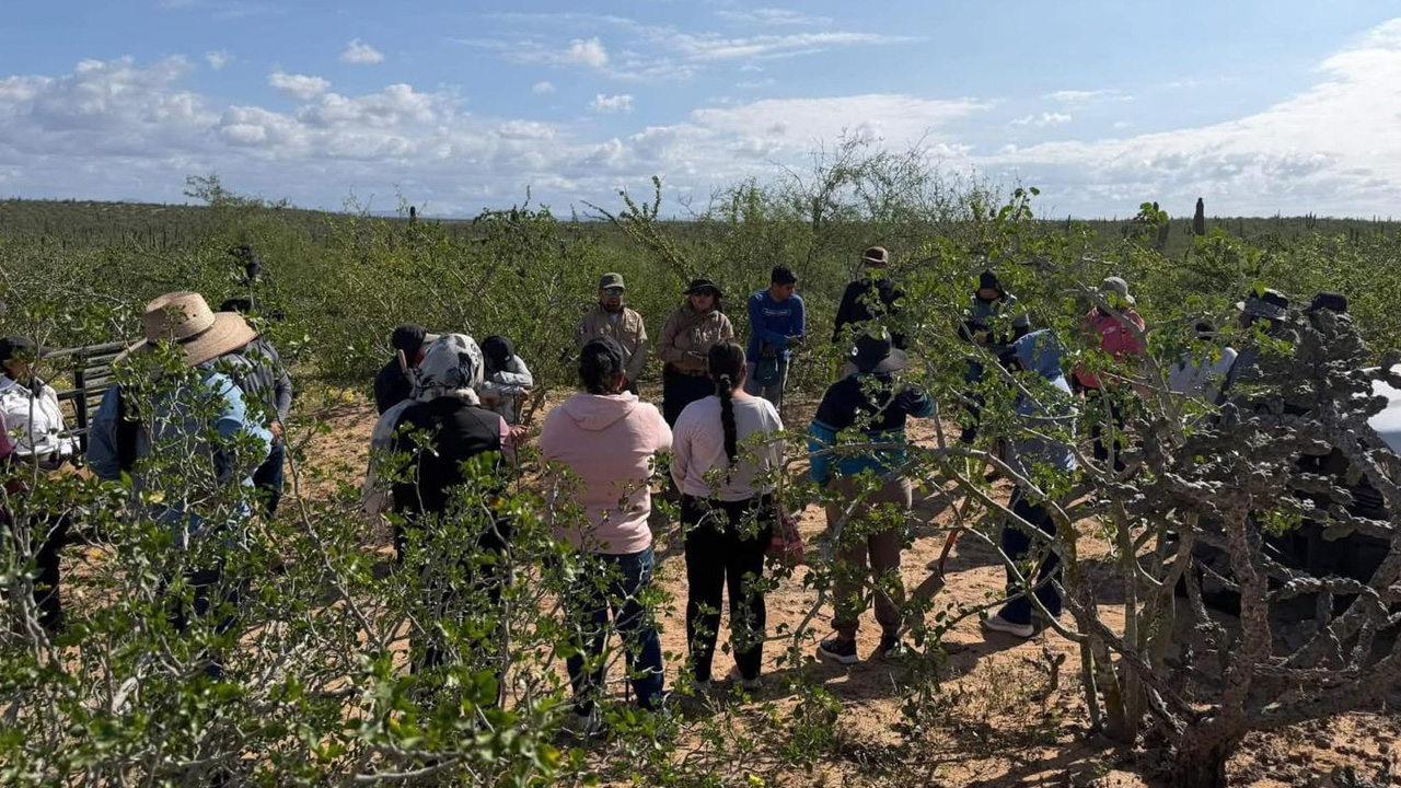 Colectivos de búsqueda y autoridades localizaron cinco fosas clandestinas con restos humanos en el tramo carretero Zaragoza–La Purísima, en Comondú.