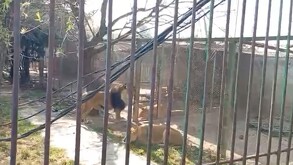 El hombre entró ebrio a una reserva en Ocoyoacac; fue atacado por leones y los liberó.