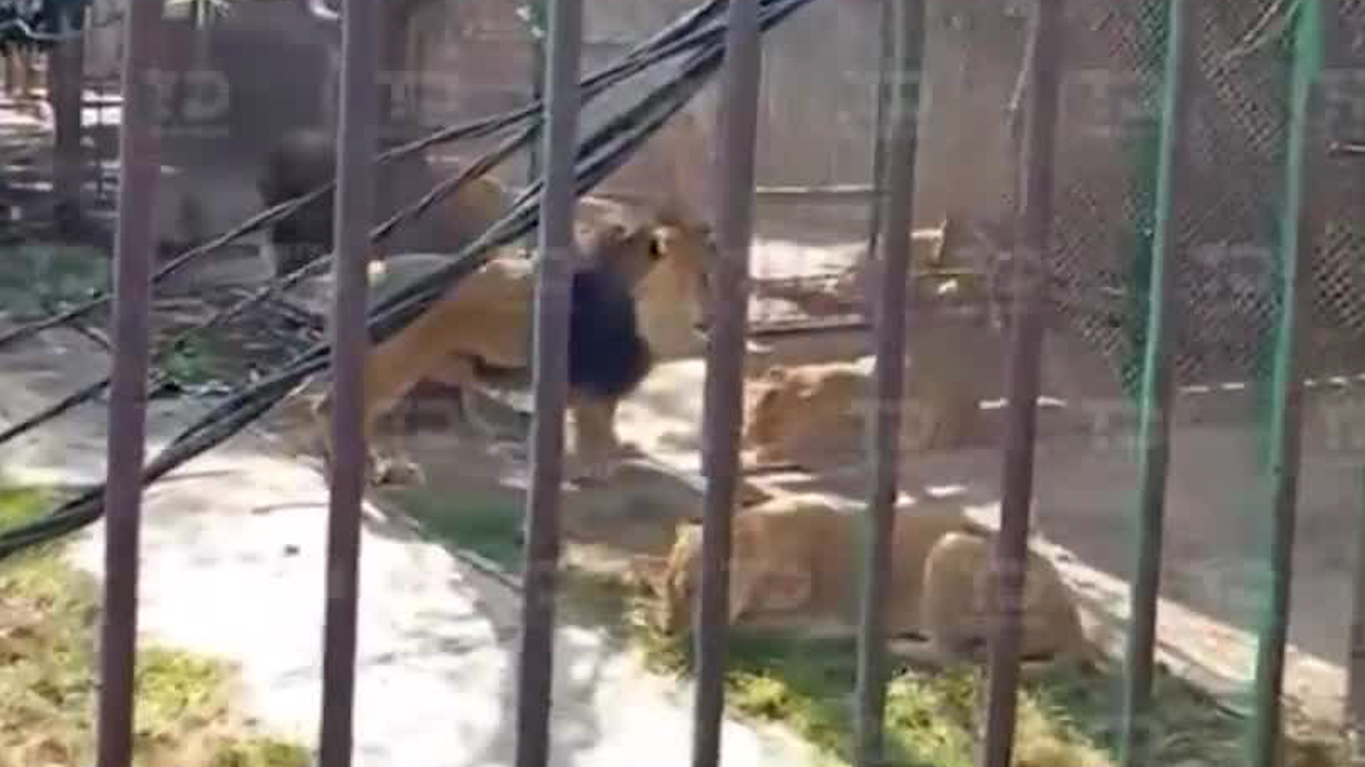 Un hombre en estado de ebriedad ingresó a una jaula de leones en la reserva de San Pedro Cholula, en Ocoyoaca, Edomex.