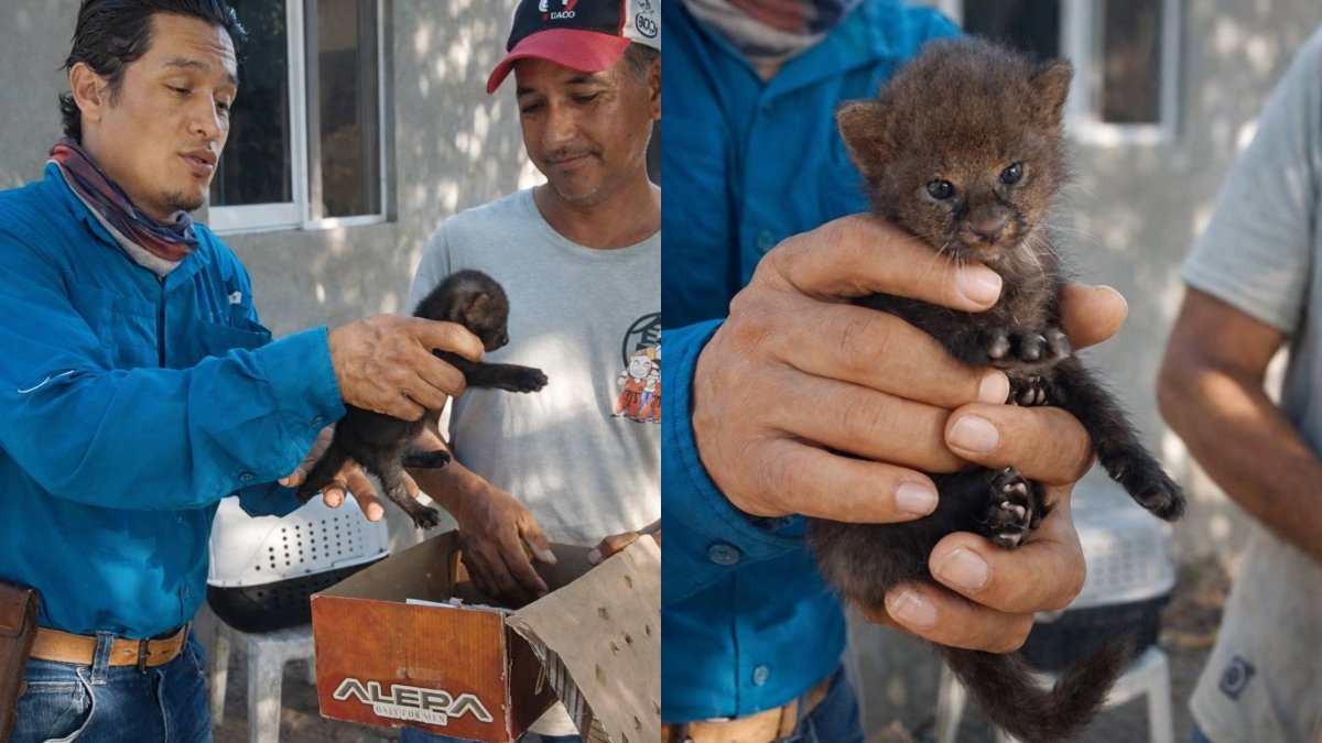 personas rescatan un cachorro de jaguarundí