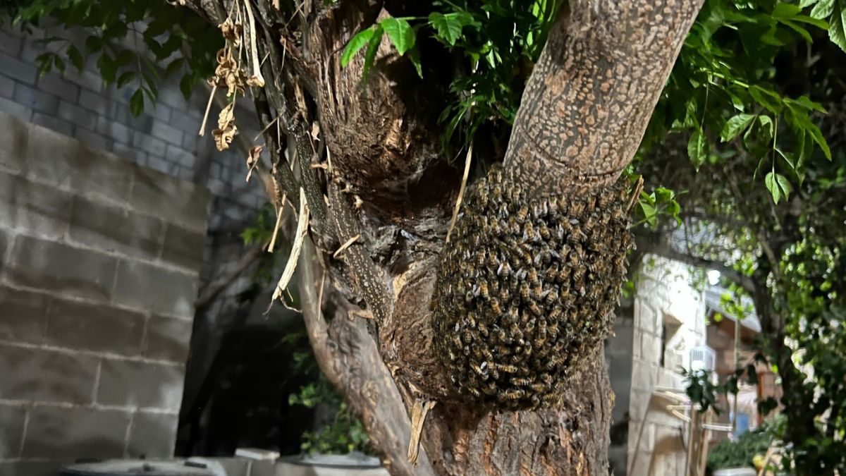 Enjambre de abejas captado en Torreón.