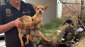Hombre sosteniendo a dos perritos criollos con maleza y basura en el fondo al exterior de una finca en Tlaquepaque