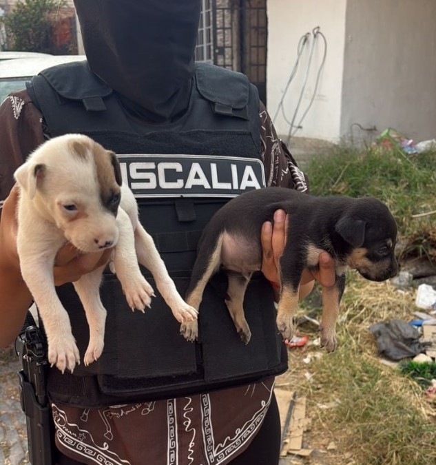 Persona con chaleco táctico de la Fiscalía de Jalisco sosteniendo a un cachorro color blanco y otro color negro al exterior de una finca abandonada