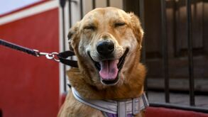 Conoce todos los detalles sobre la presentación del libro de Carolino en la Fenali BUAP 2026