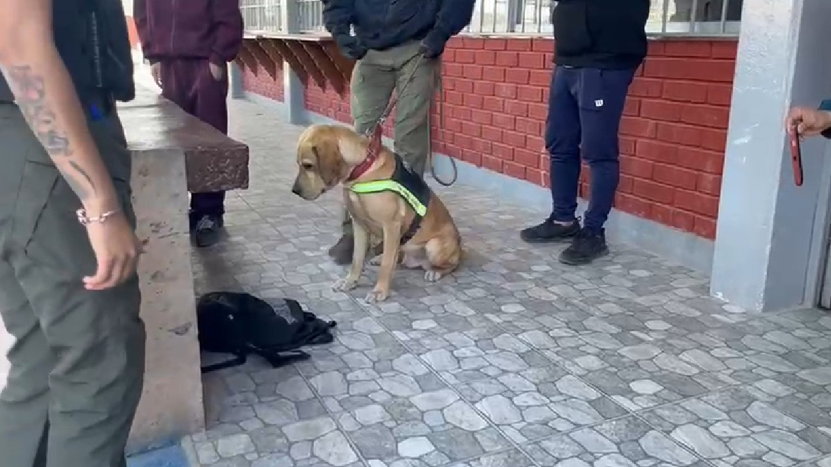 Binomio canino detectando droga en una mochila