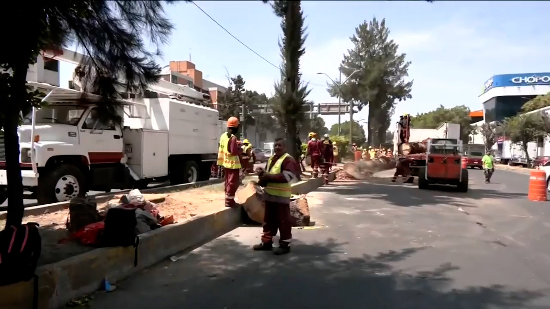 Miles de palmeras mueren en CdMx por el hongo pudrición rosa. Conoce las zonas afectadas y el operativo de retiro en la avenida Fray Servando.