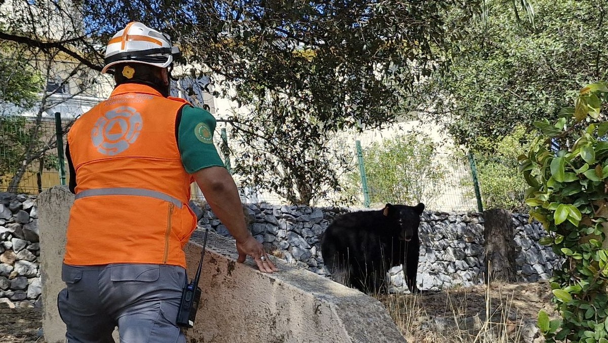 Sorprenden cuatro osos a familia en patio de vivienda al sur de Monterrey