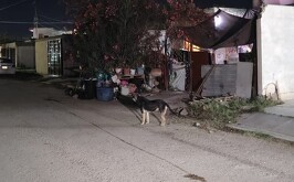 Perro que mordió a una joven en el fraccionamiento Latinoamericano de Torreón.