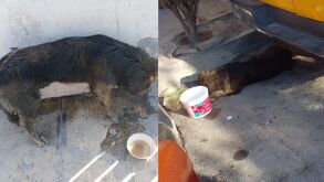 Perrito maltratado en las calles de García