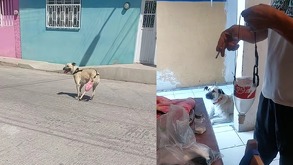 Maya es una perrita que vive en San Luis Potosí y le fue amputada su patita tras ser atropellad, su historia se ha viralizado gracias a sus cuidadores.