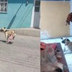 Maya es una perrita que vive en San Luis Potosí y le fue amputada su patita tras ser atropellad, su historia se ha viralizado gracias a sus cuidadores.