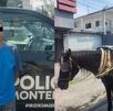 Detenido por maltrato animal en Monterrey