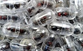 Hormigas que un hombre llevaba en una maleta de contrabando.