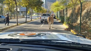 Captura de antílope en Guadalupe.
