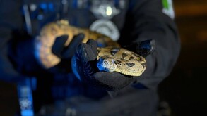 Ejemplar de serpiente pitón bola viendo de frente a la cámara y siendo sostenido por un policía de Guadalajara