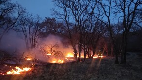 Guanajuato registra 550.11 hectáreas afectadas por incendios forestales en lo que va del año, de acuerdo con Protección Civil.
