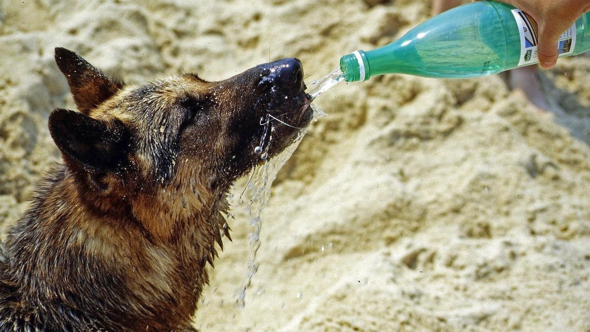Perro tomando agua de una botella.