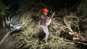 Árboles caídos por fuertes vientos en Nuevo León.