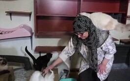 Mujer con diversos gatos alrededor