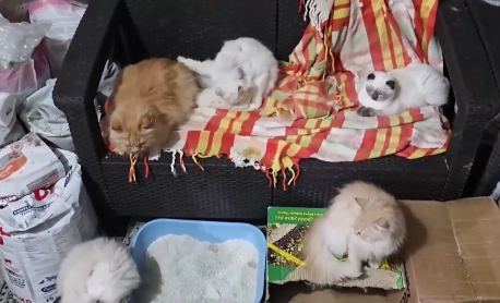 Gatos de diferentes tipos y colores