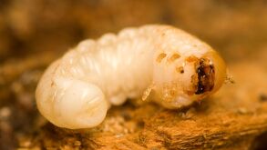 Confirman el caso de un humano con miasis, por gusano barrenador en Vicente Guerrero Puebla.