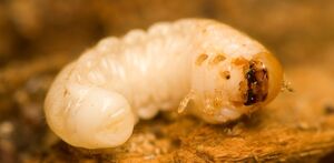 Confirman el caso de un humano con miasis, por gusano barrenador en Vicente Guerrero Puebla.