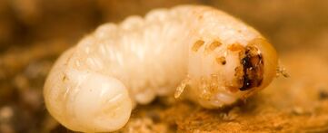 Confirman el caso de un humano con miasis, por gusano barrenador en Vicente Guerrero Puebla.