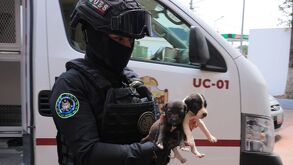 Fiscalía del Estado de México asegura veterinaria en Ciudad Azteca tras hallazgos de cuerpos de perros en maletas