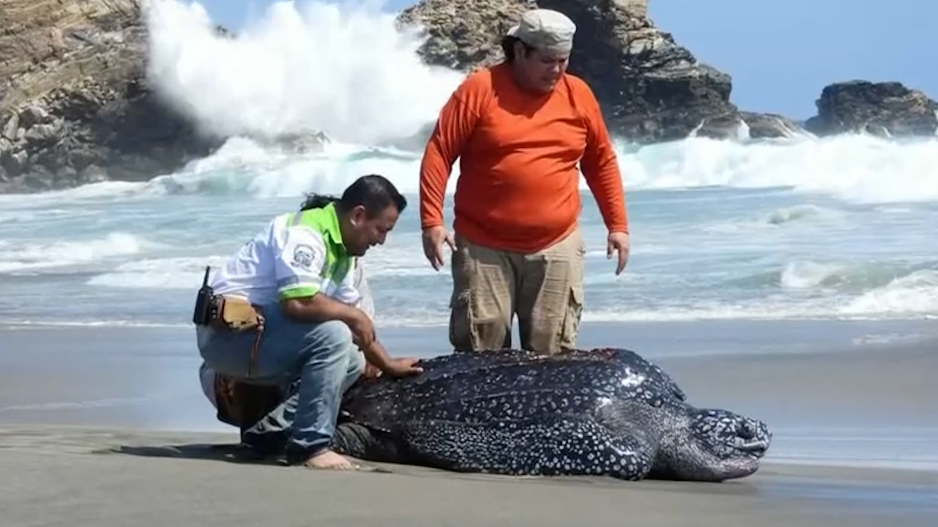 Brigadistas y pescadores en Oaxaca rescataron a una tortuga gigante arrastrada dos kilómetros fuera del mar. 50 hombres participaron en la maniobra.