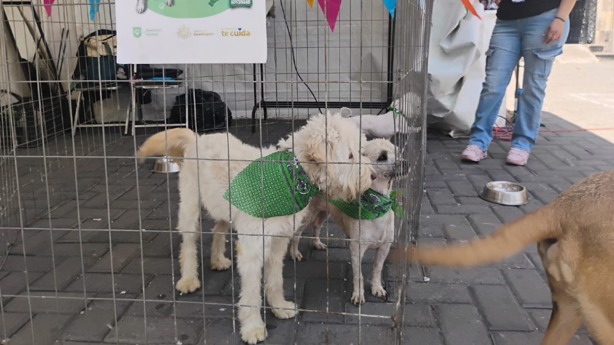 Los caninos ya están esterilizados, desparasitados y listos para integrarse a una familia.