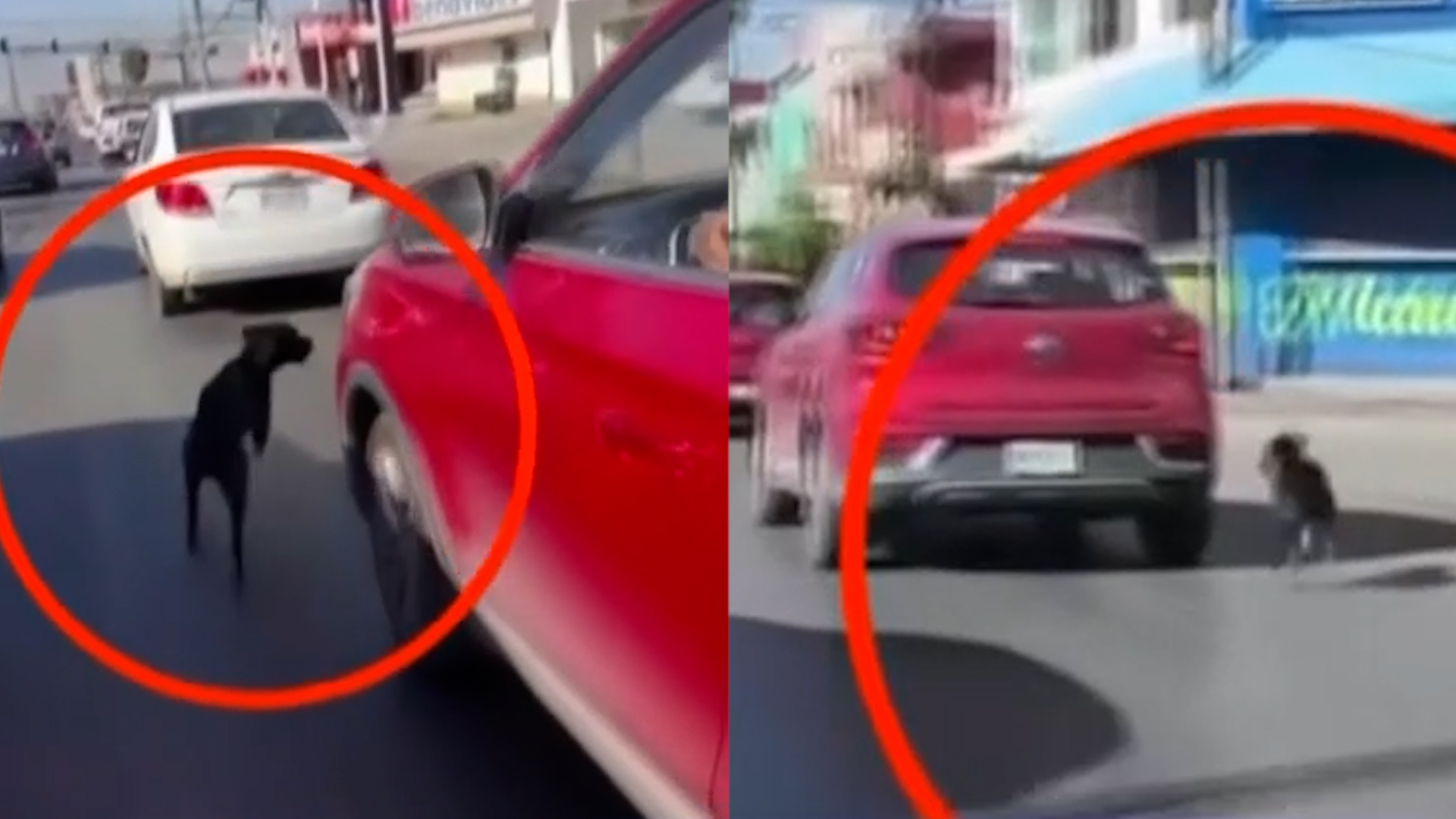 Captan video de una mujer abandonando a su mascota en Apodaca, Nuevo León. El perro corrió 10 km tras el auto con placas RUV-837-C.