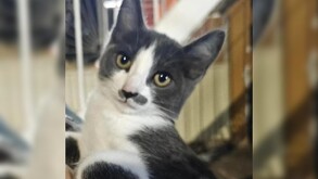 El 9 de octubre de 2025, cámaras de seguridad captaron el momento en que perros presuntamente propiedad de Gerónimo “N” atacaron al gatito Gary.