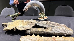 Se observan unso restos fósiles que están sobre una mesa.