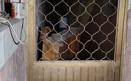 Perrita que fue abandonada al interior de una vivienda en la colonia Valle Dorado de Torreón.