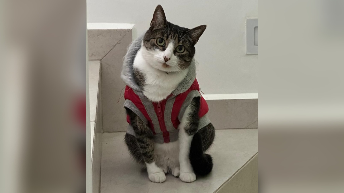 una gata con un suéter rojo sentada en unos escalones