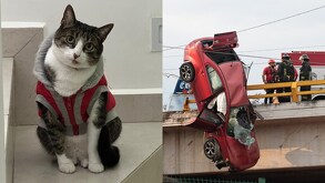 una gata con un sueter sentada en unas escaleras y un auto accidentado en periférico ecológico puebla