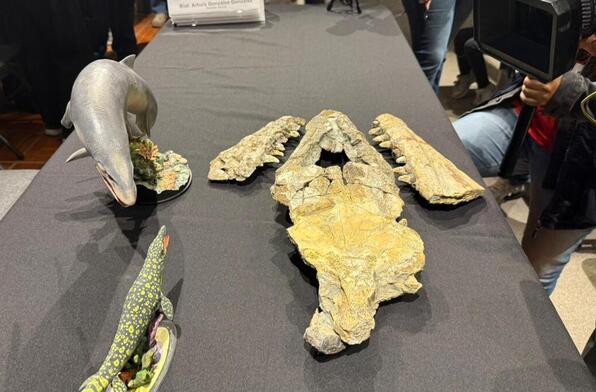 Prognathodon sipacli era un depredador marino de gran tamaño, con una longitud estimada de entre 5 y 6 metros.