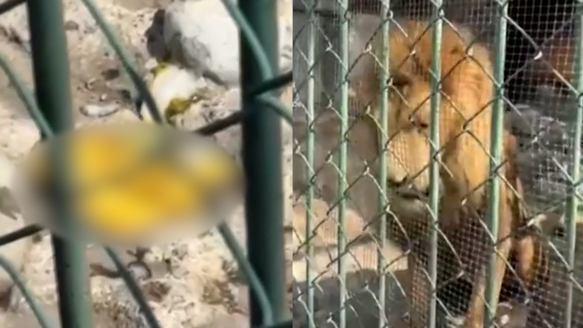 Inspectores de la Profepa realizan revisión en el zoológico de Neza tras video de un león vomitando parásitos. Conoce el estado de los felinos hoy en el Edomex.