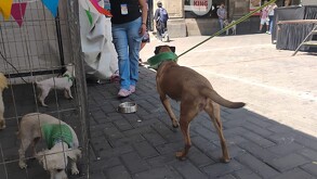 Perritos rescatados buscan una segunda oportunidad a través de la adopción en Guadalajara.